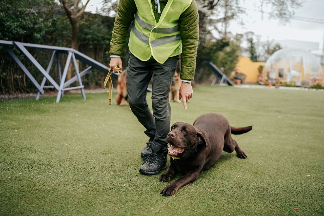 Dog shops training boarding