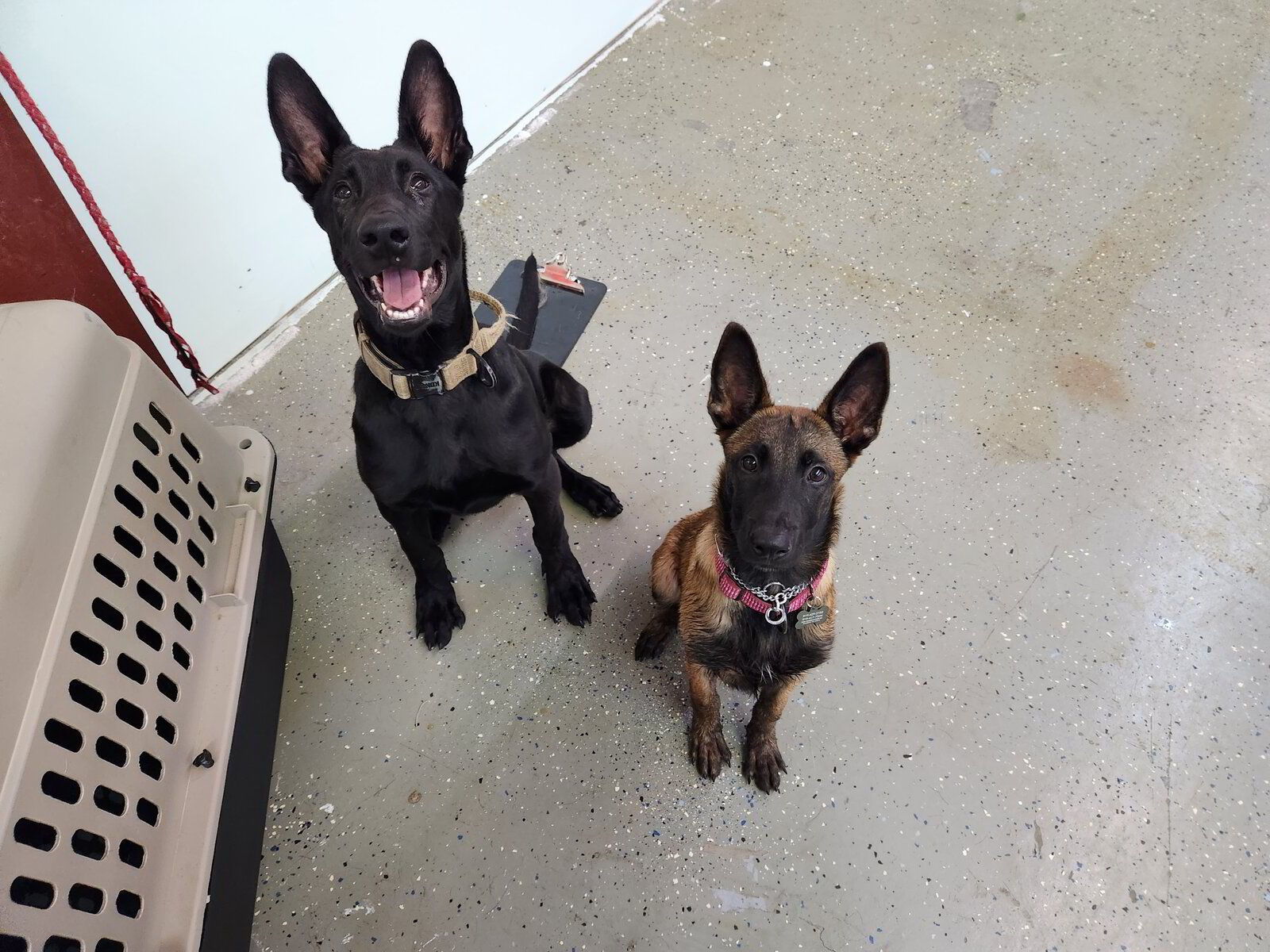 InKennel Dog Training Wake Forest and Raleigh, NC