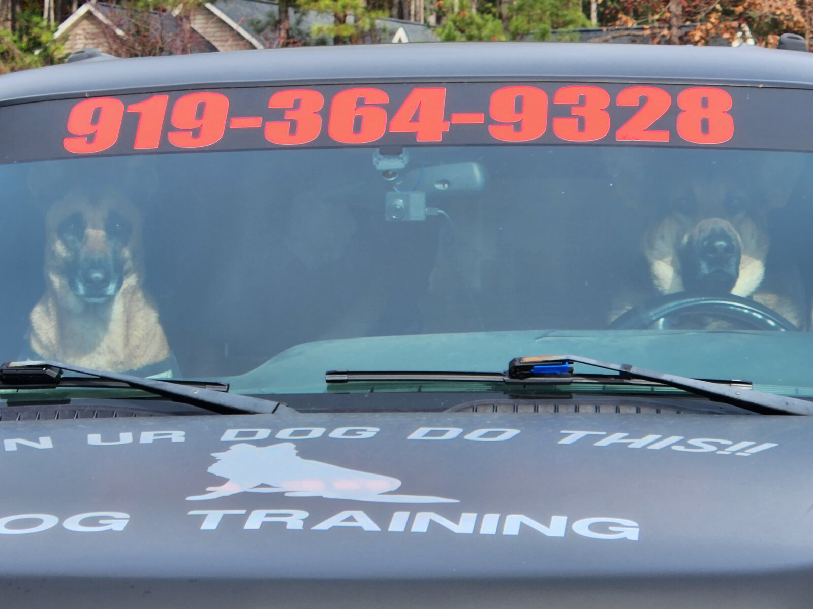 Dog Training and Board Services in Wake Forest and Raleigh