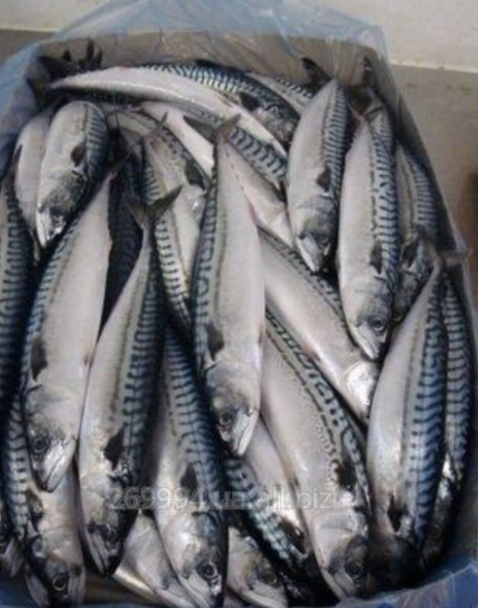 Frozen Mackerel 1kg