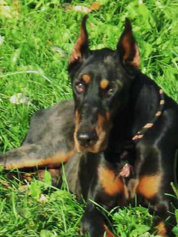 Rainbow Bridge | Distinguished Dobermans Rescue | Animal Shelter ...