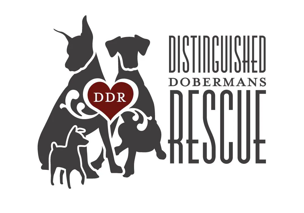 Distinguished Dobermans Rescue