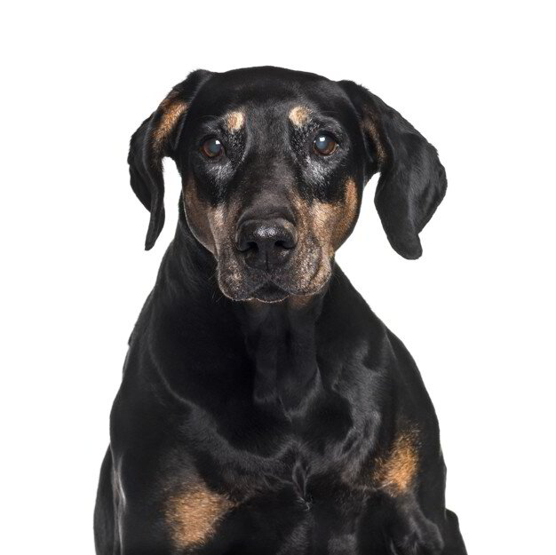 Adoption Distinguished Dobermans Rescue Animal Shelter Clinton, PA