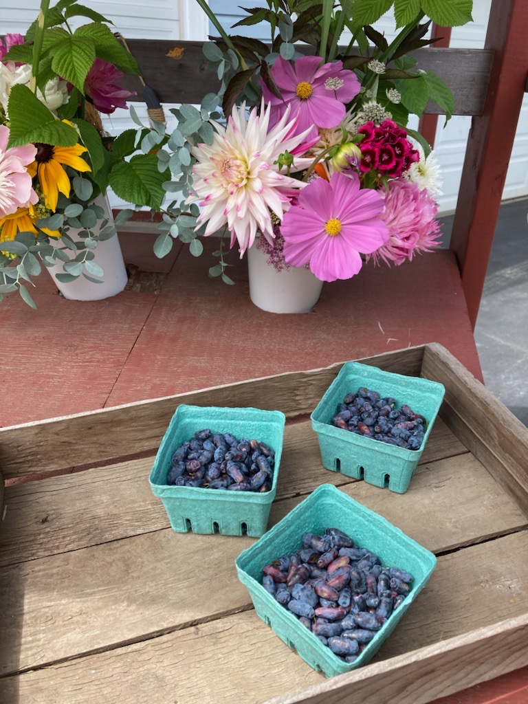 Blueberries Fresh Picked