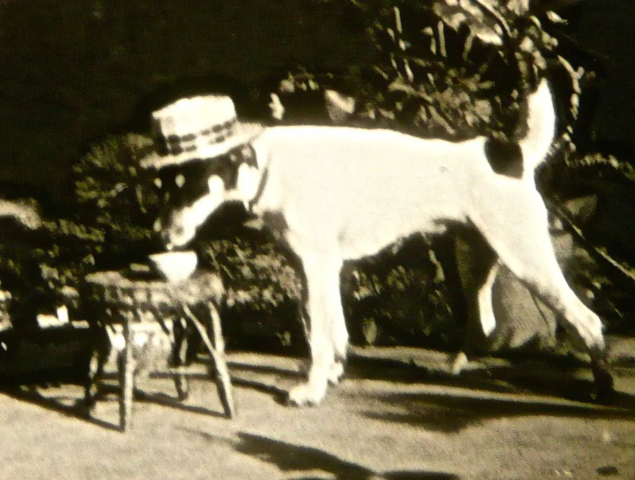 The Dog Days of Summer