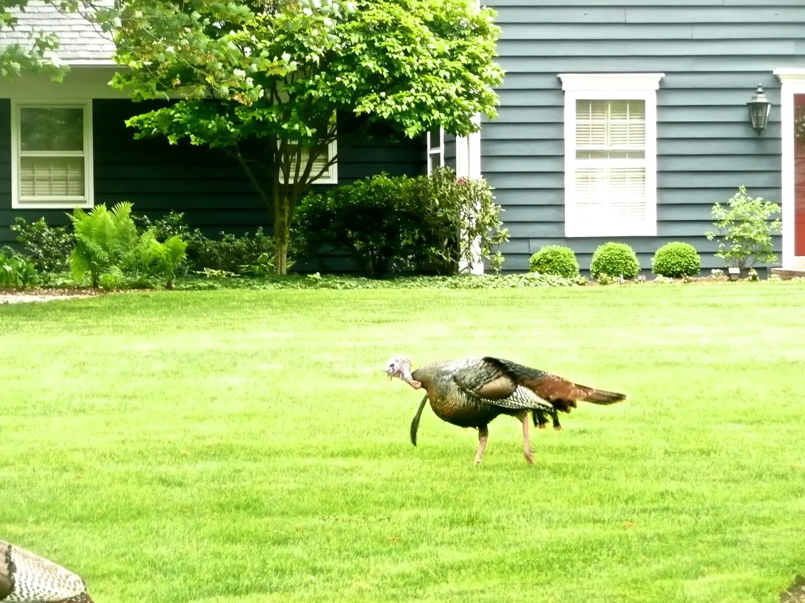 Thanksgiving With the Christians