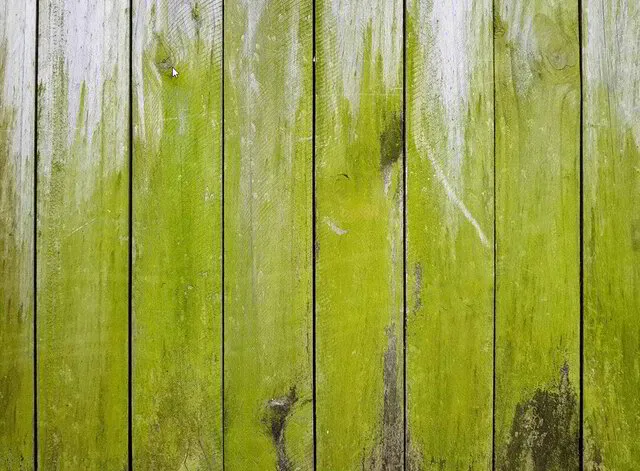 Træterrassen  fyldt med alger