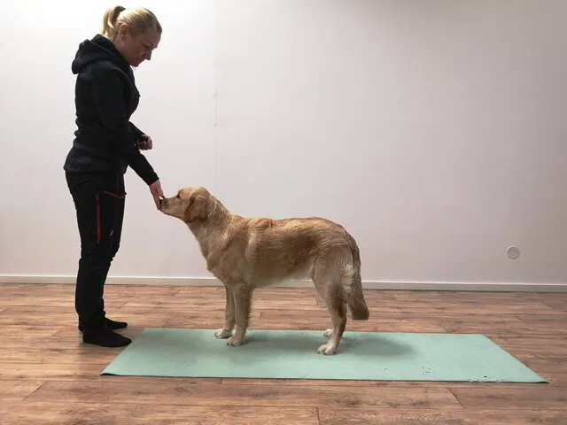 Hund som samarbetar med sin ägare