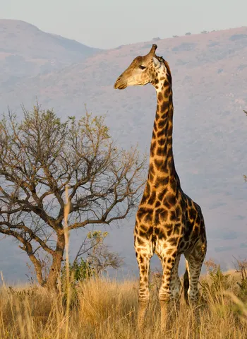 south africa safari reserves