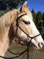 Holistic Horse Training Kit