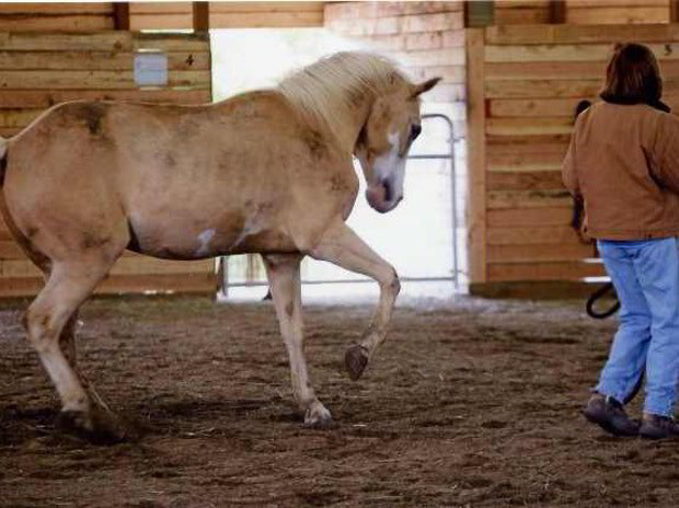 Holistic Horse Academy Online Horse Training Courses With Missy Wryn