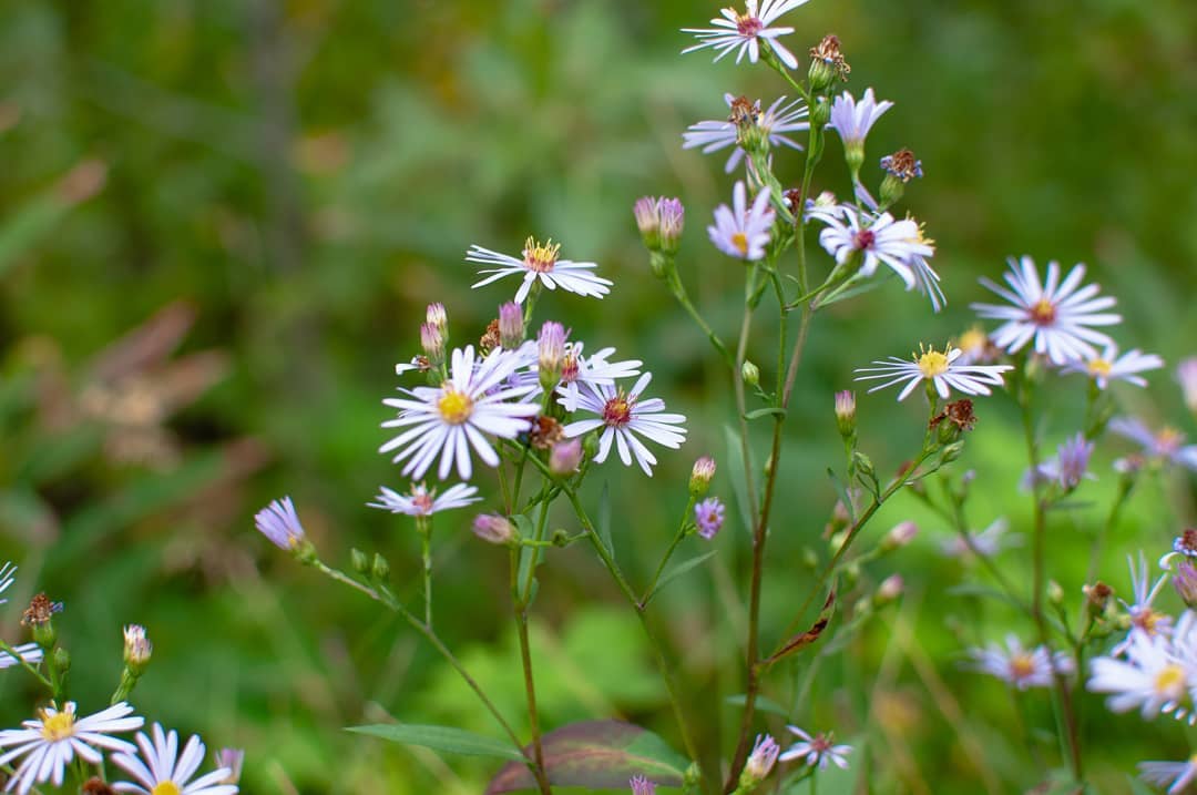 About Us Restoration Landscaping Company Victoria BC