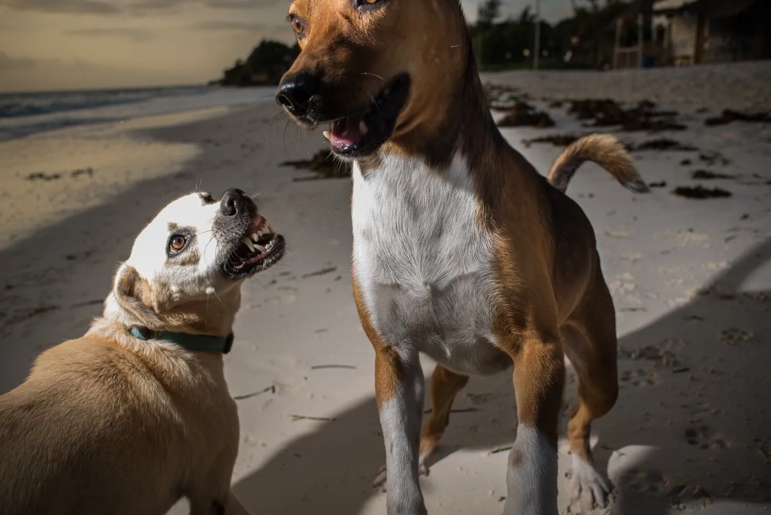 Beach dogs.