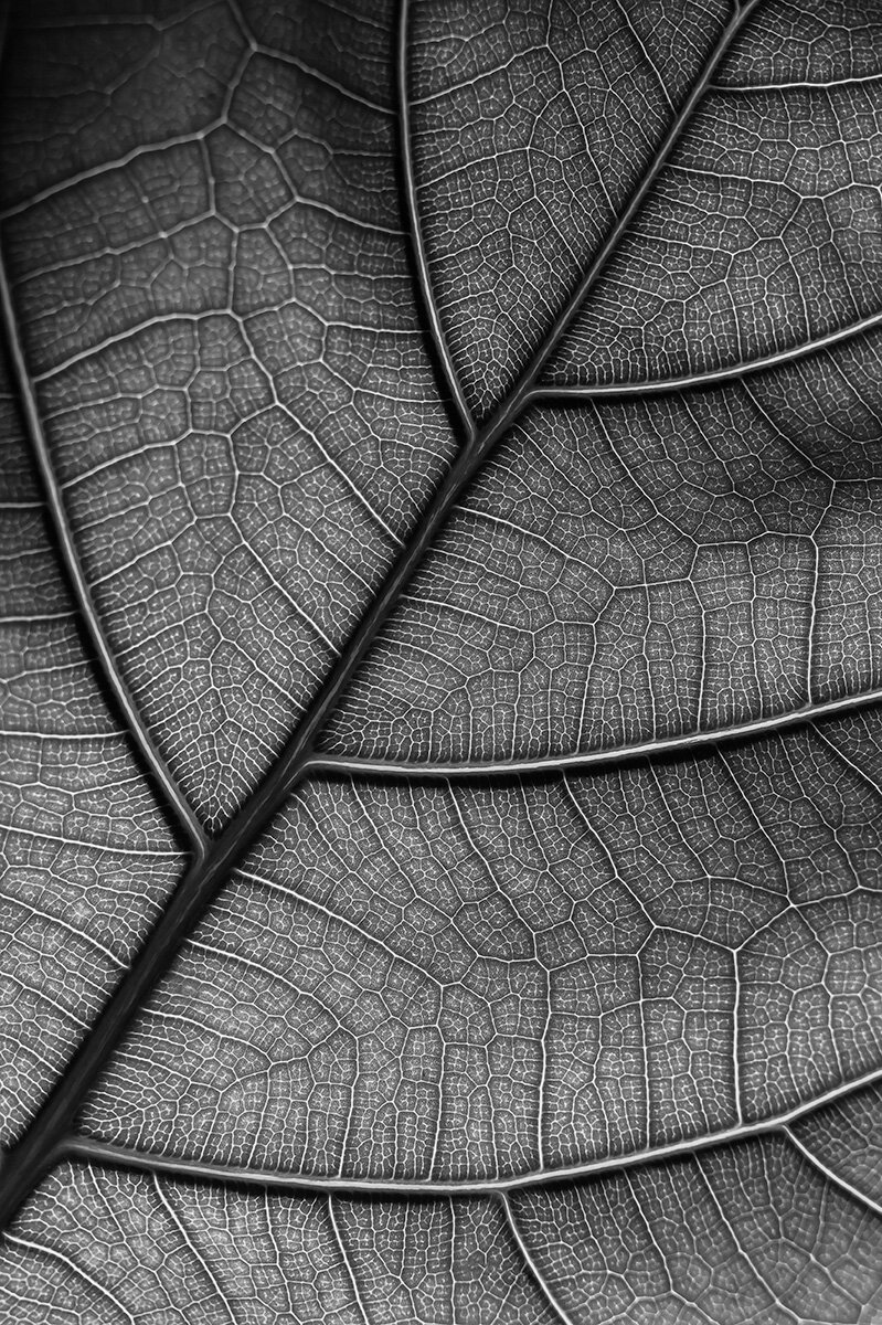 Leaf Leaf
