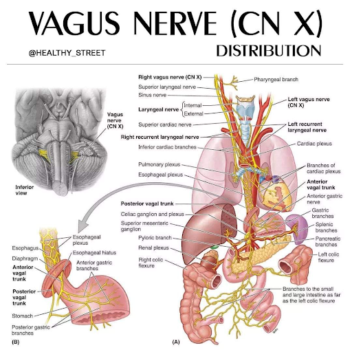 Vagus Nerve Anatomy Vagus Nerve Stimulation VNS For Various
