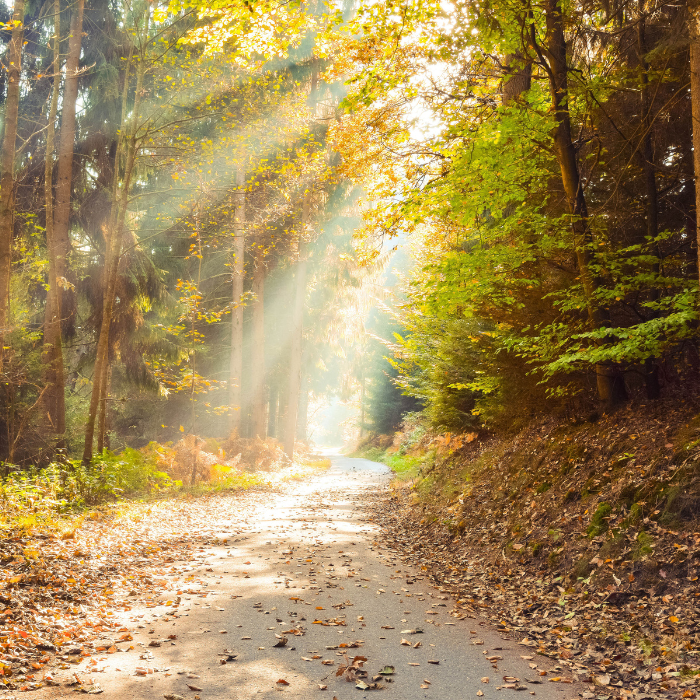 Dr. Stiles Curated Services