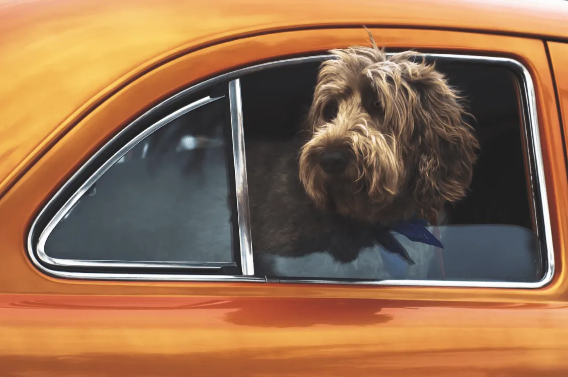 Legal Implications of Driving With Your Dog in the Car	
