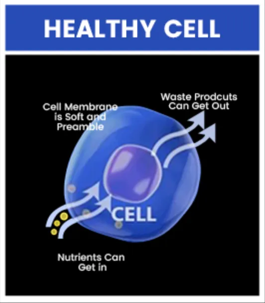 Healthy Cell