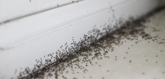 Ants and Fleas/Ticks Home Infestation Solutions