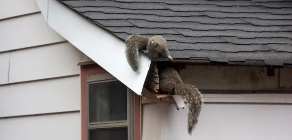 Squirrels Home Infestation Solutions