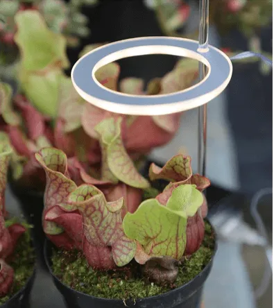 Spectrum Grow Light