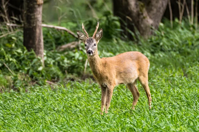 A deer in a grassy field