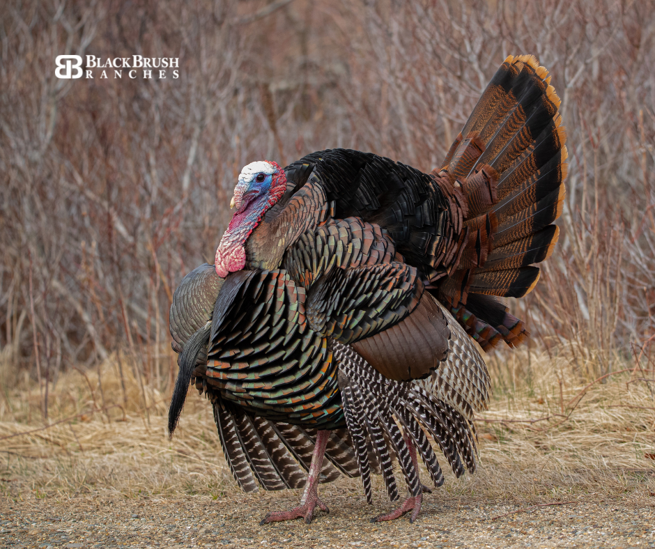 The Ultimate Guide to Turkey Hunting in Texas 5 Essential Items and More