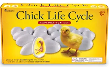Chick life cycle exploration set