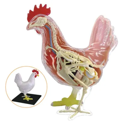 toy chicken showing anatomy