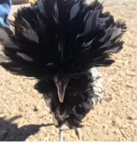 chicken with black feathers