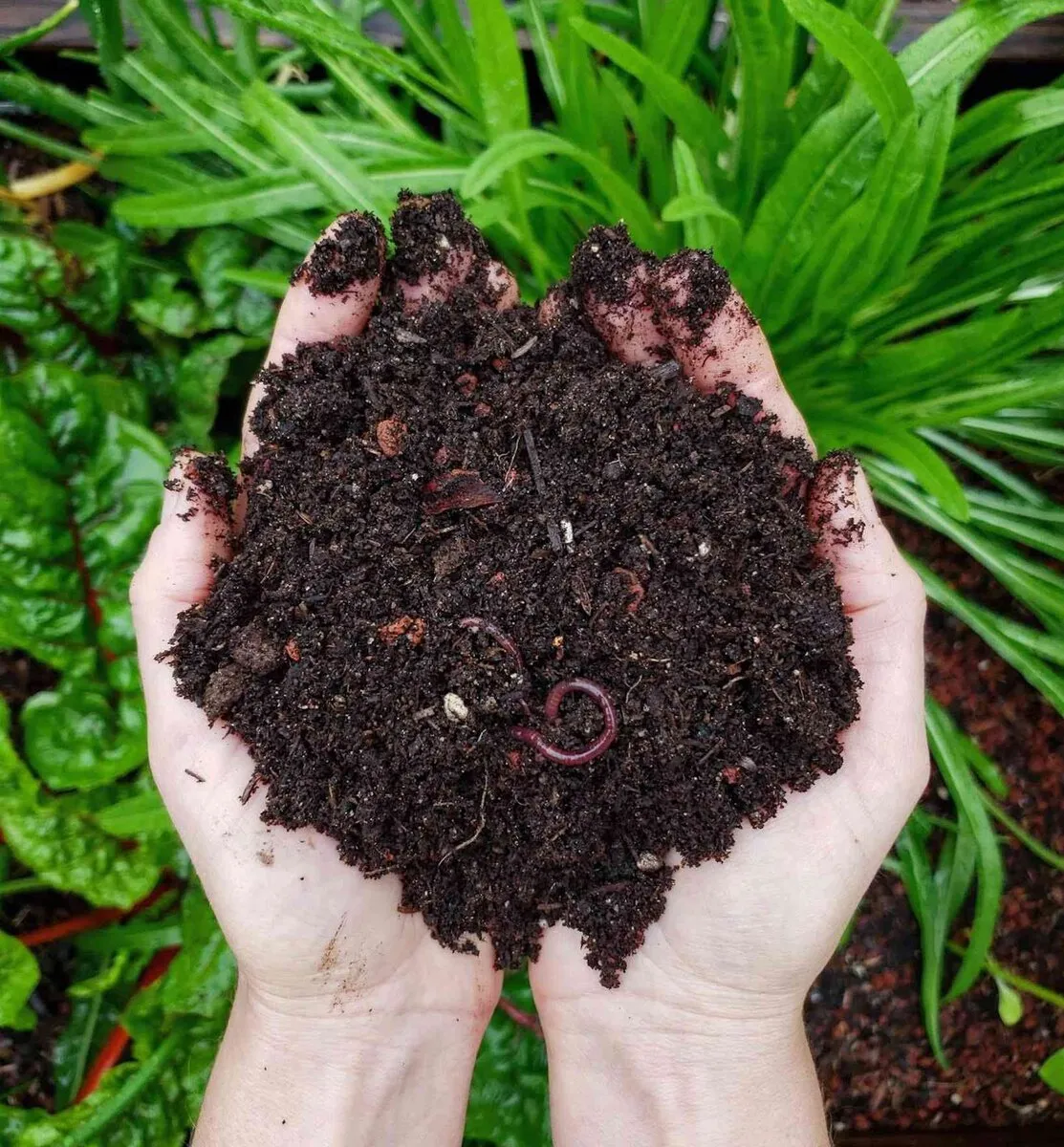 hands holding compost and worms