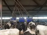 DeLaval 2x9 milking parlour