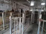 GEA 2x24 rapid exit milking parlour
