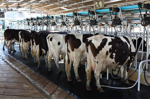 Used Milking Machines, What Equipment Is Needed For A Dairy Farm