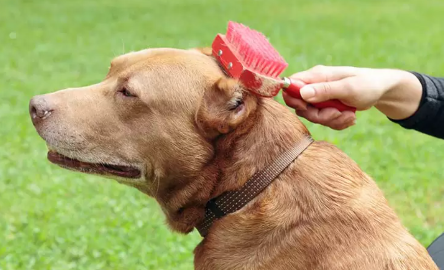Spring Shedding How to Manage Your Dog's Coat During the Seasonal