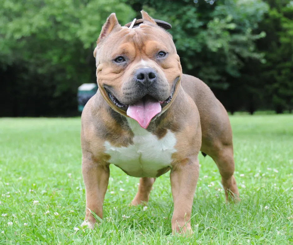 American XL Bully  Dog Training Blog