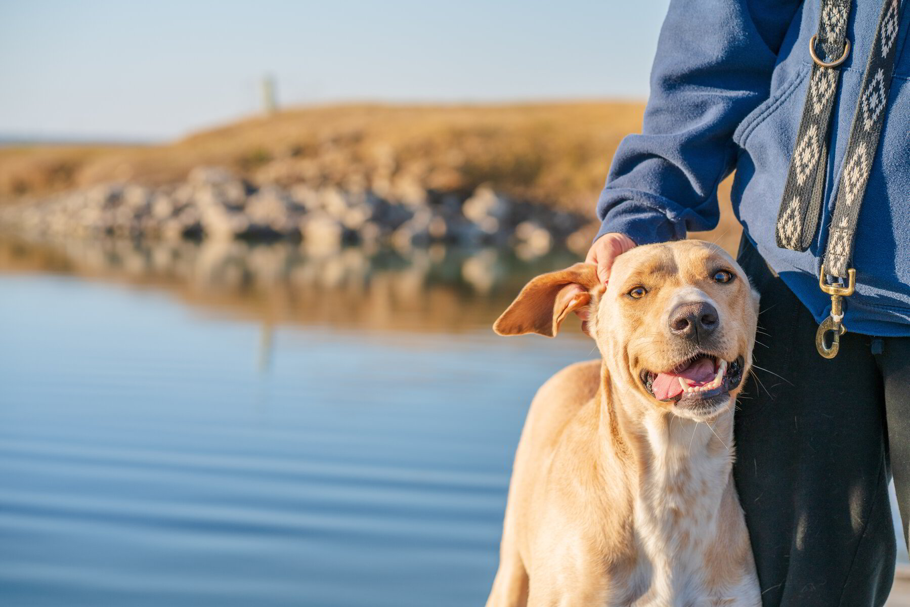 How to Know if You're a Good Pit Bull Owner