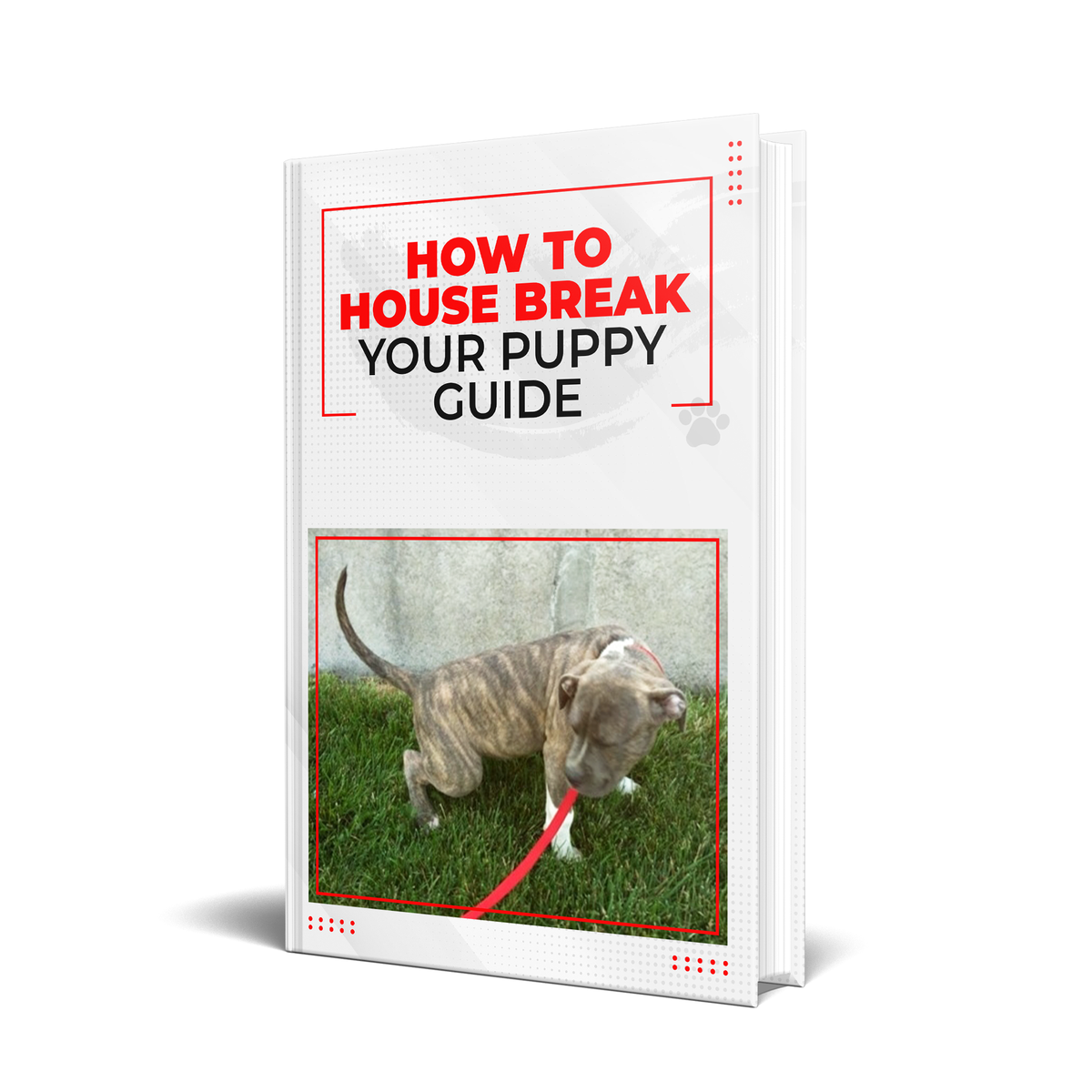 How to Housebreak a Puppy