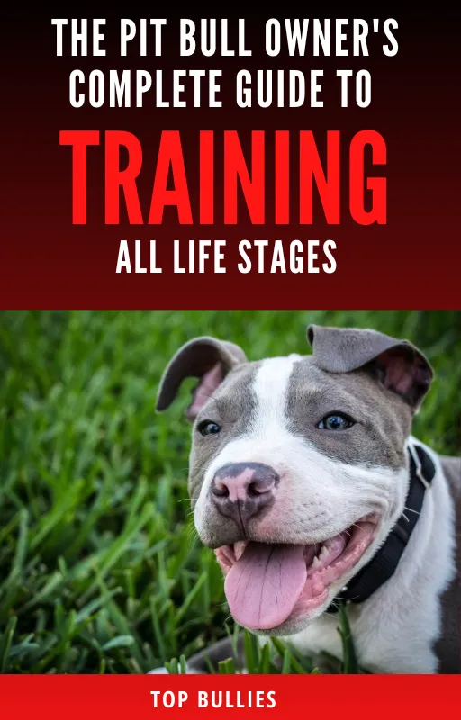 Pit bull Puppy Training 101