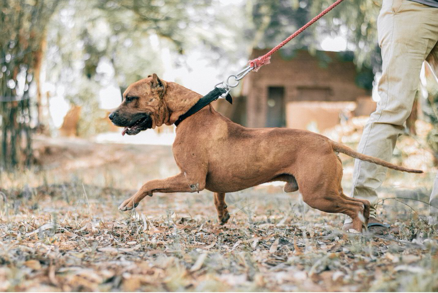 Proper ways to socialize your Pit bull! (Any Age)