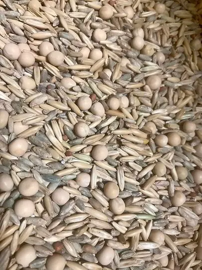 Fall 365 Whitetail Food Plot Seed Mix - 25 lb bag