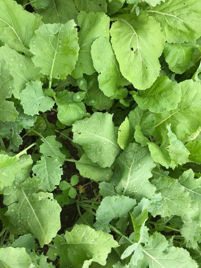 Why Most Brassica Mixes FAIL!