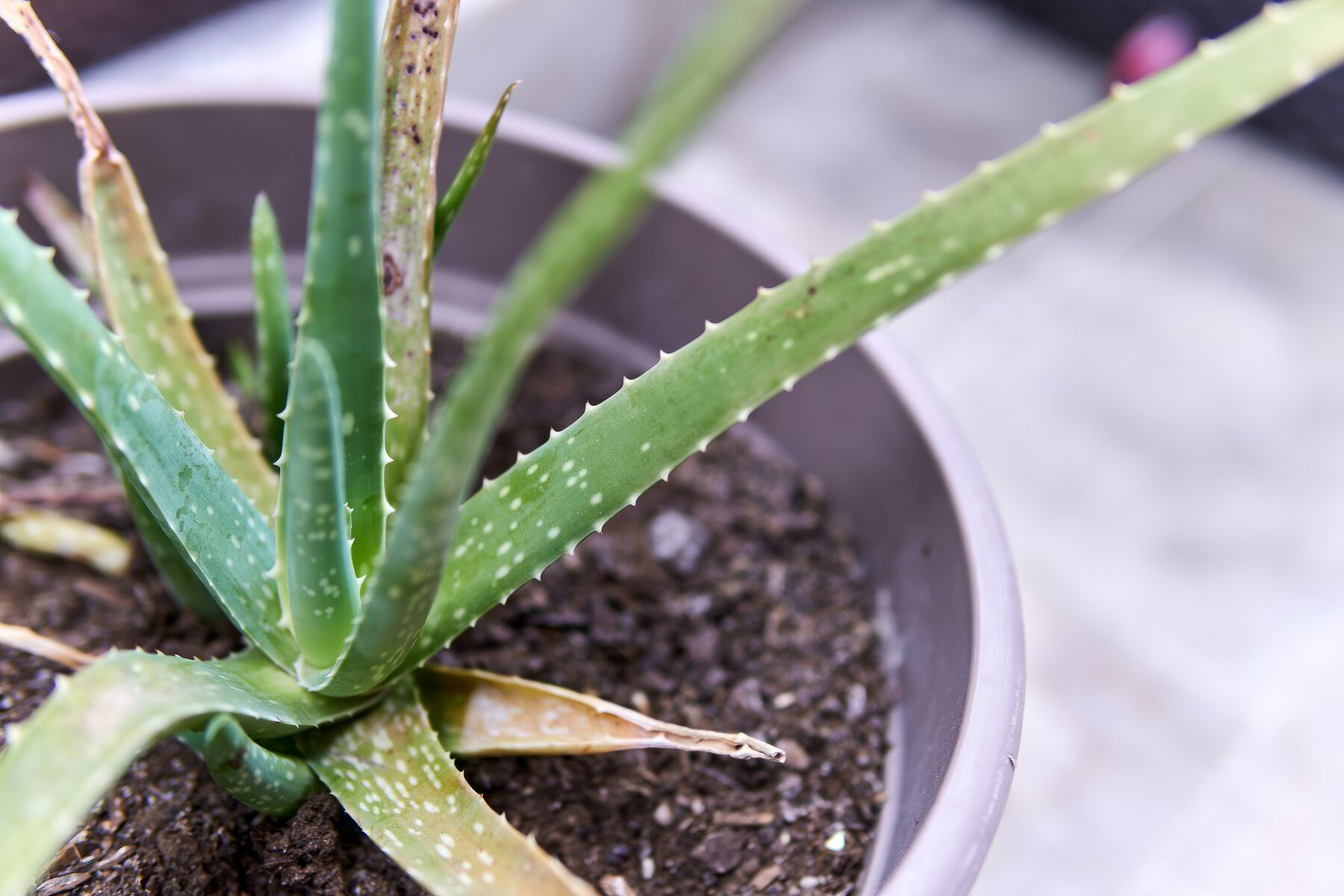 Is aloe vera gel good for acid reflux?