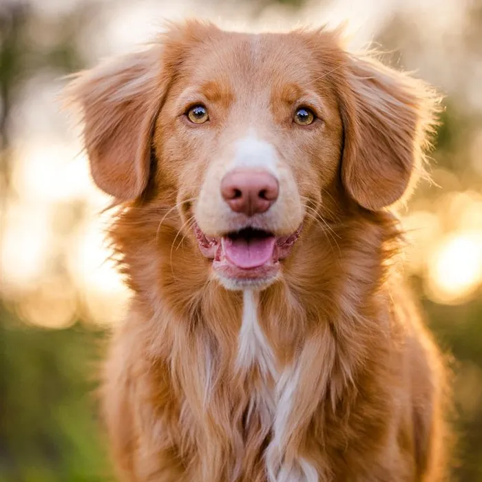 Black Friday Dog Niche AIPowered Store & Sales Funnel