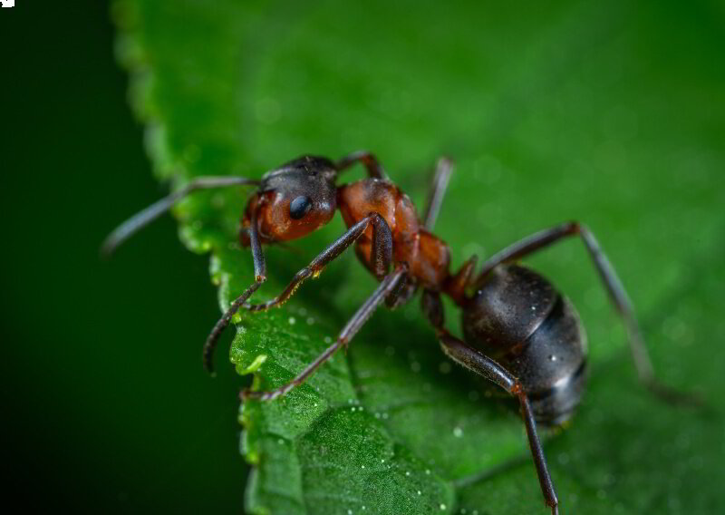 ant eating a leaf
