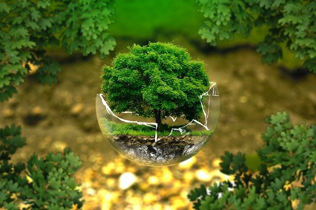 small tree inside glass