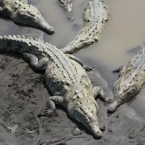 Jungle Crocodile Safari Tour