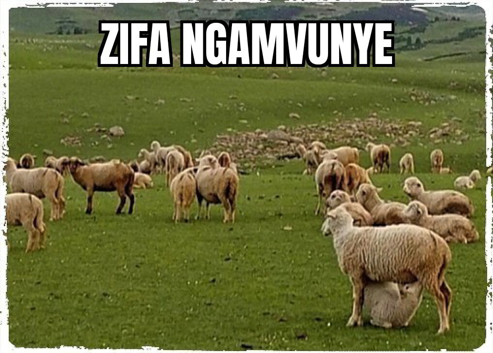 ZIFA NGAMVUNYE