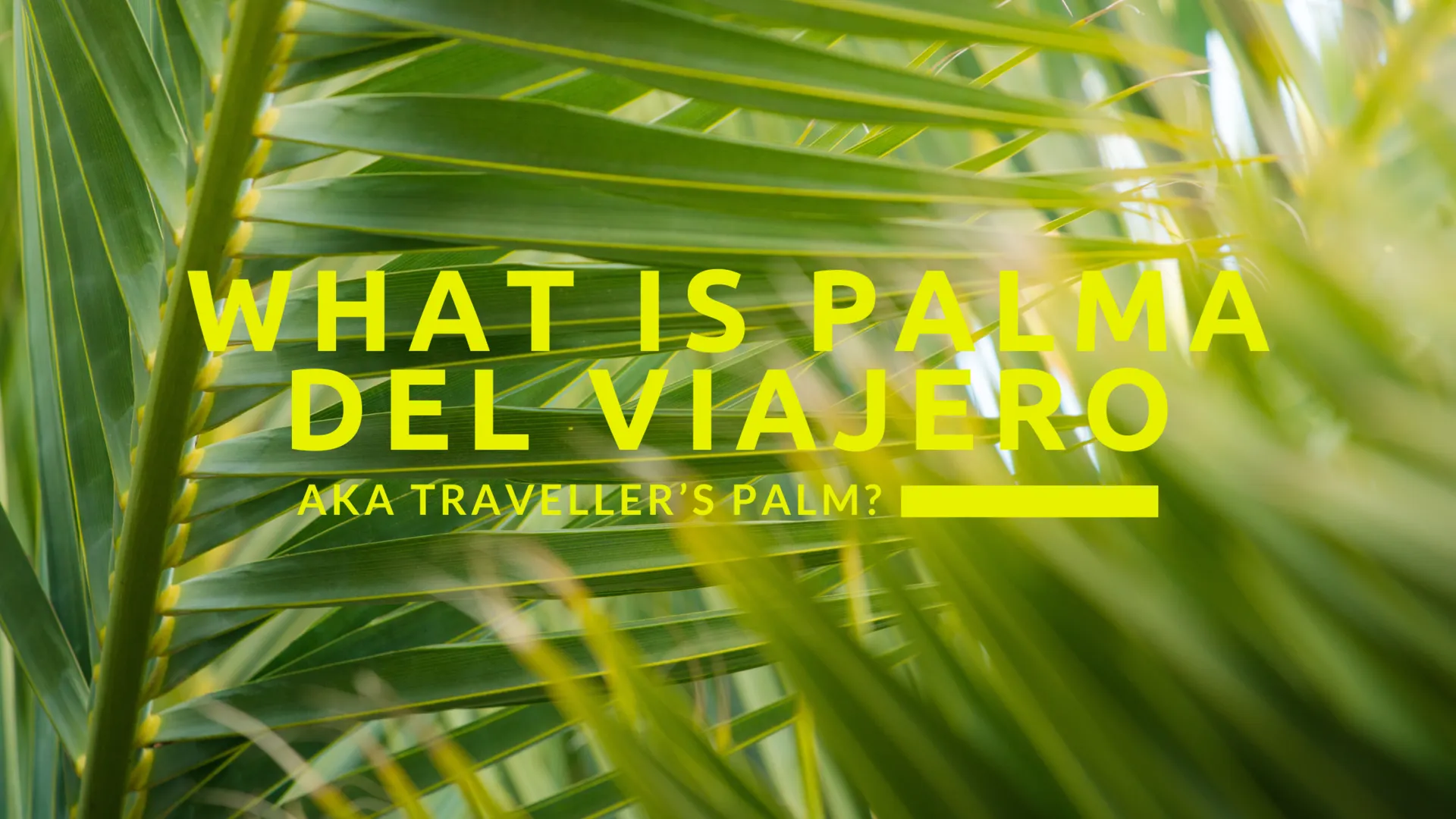 What is Palma del Viajero aka Traveller's Palm Tree?