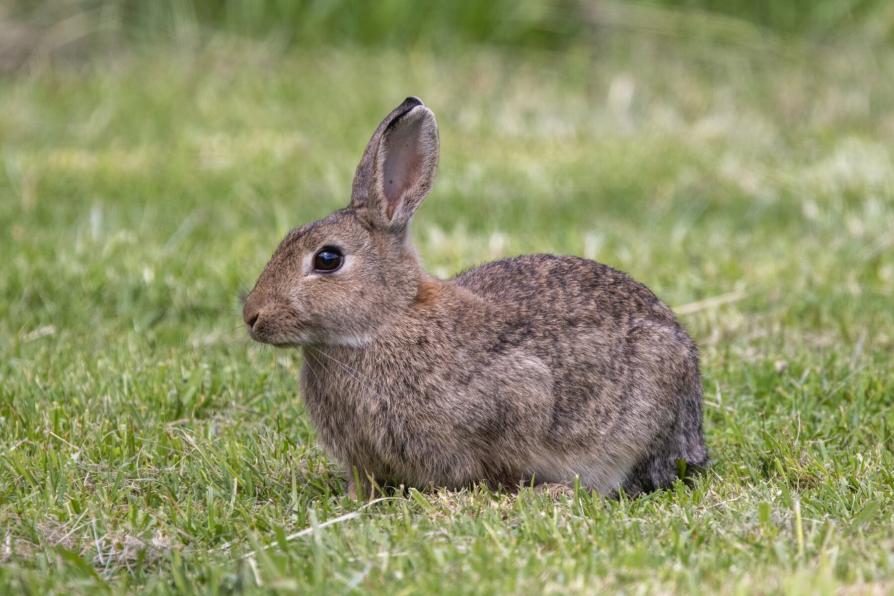 Call for new federal funding for rabbit control